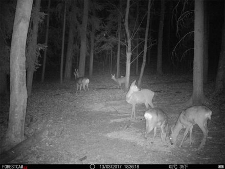 Fotopast FORESTCAM pro myslivost