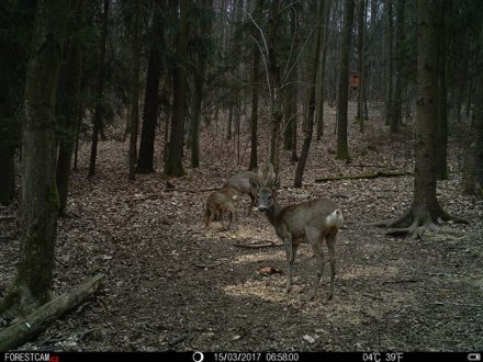 Fotopast FORESTCAM pro myslivost